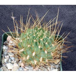 Lobivia maximiliana ssp. charazanensis 4-inch pots